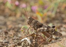 Am Rande der  blühenden Bretziner Heide...