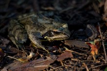 Gras- oder Springfrosch?