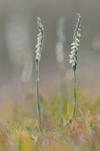 Im Drehwurz-Wald