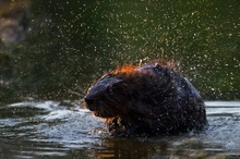 Kleine Dusche gefällig...