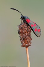 Sechsfleck-Widderchen (Zygaena filipendulae)