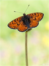 Roter Scheckenfalter - Melitaea didyma