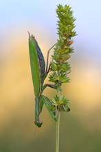 Mantis religiosa