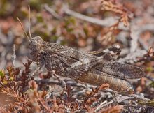 Camouflage total: Ödlandschrecke im Heidekraut