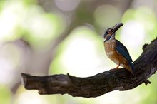 Eisvogel im Gegenlicht