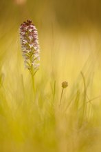 Kleines Brandknabenkraut und noch kleinerer Wiesenknopf