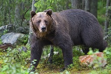 Eine Begegnung im finnischen Wald...