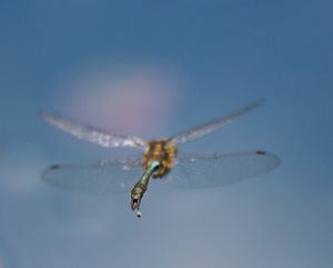 Kackende Smaragdlibelle im Flug