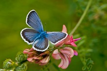 Blau auf Pink