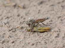 Mir unbekannte Raubfliege im Sand...