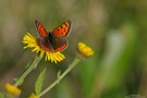 Kleiner Feuerfalter...(Lycaena phlaeas)