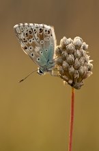 Silbergrüner Bläuling