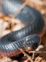 Red-bellied Black Snake