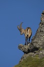 Alpensteinbock