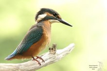 Eisvogel (Alcedo atthis)