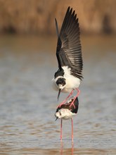 Stelzenläufer (Himantopus himantopus)