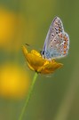 Bläuling auf Hahnenfußblüte