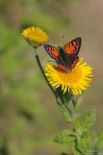 Kleiner Feuerfalter...(Lycaena phlaeas)