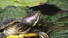 Schildkröte schaut leider weg