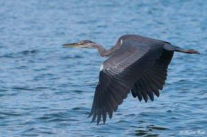 Graureiher (Ardea cinerea