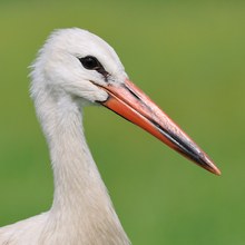 Storchportrait