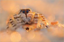 ~ Dünen-Springspinne (Yllenus arenarius) ~