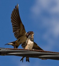 Schmusekurs im Schnellflug