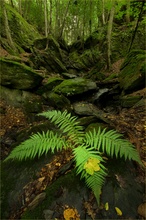 In der Ehrbachklamm!