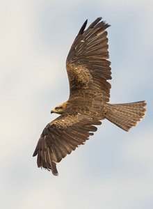Black Kite - Schwarzmilan
