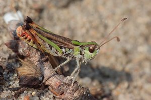 Männchen der gefleckten Keulenschrecke