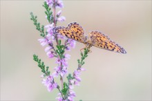 Boloria selene