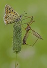Spätsommer