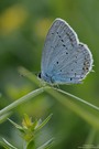 Kurzschwänziger-Bläuling...(Lycaenidae)...