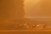 Ein unvergesslicher Brunftmorgen