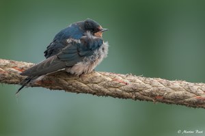 Rauchschwalbe (Hirundo rustica) Jungvogel