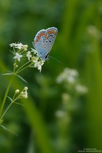 Blau in Grün...