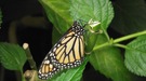 Schmetterling auf Stängel