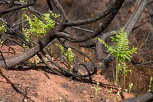 Nach dem Waldbrand