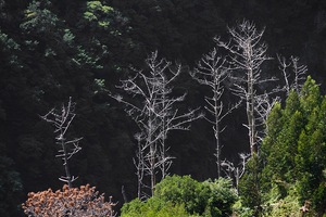 Im Tal der Ribeira do Janela (Madeira)