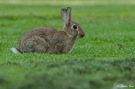 Wildkaninchen (Oryctolagus cuniculus)