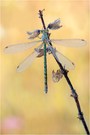 Weidenjungfer (Chalcolestes viridis)