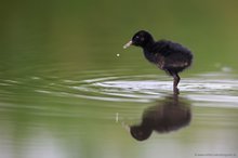 Junge Wasserralle im Dunenkleid - Rallus aquaticus