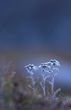 Alpenschönheit