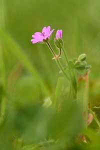 Ein Blümchen am Wegesrand.