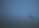 Tief im Nebel