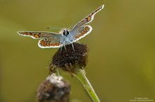 Gemeiner Bläuling...(Polyommatus icarus)