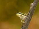 Hyla arborea