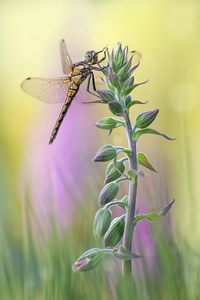 Großer Blaupfeil Orthetrum cancellatum