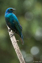 Grünschwanzglanzstar (Lamprotornis chalybaeus)