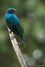 Grünschwanzglanzstar (Lamprotornis chalybaeus)